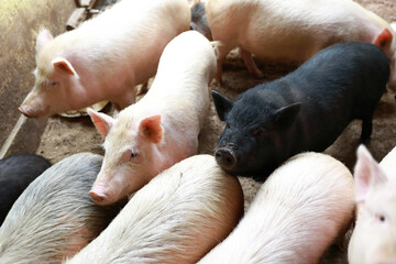 Various pigs in pigsty on farm