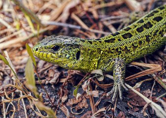 lizard on the tree