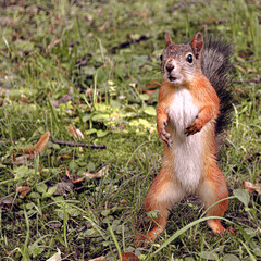 squirrel in the park