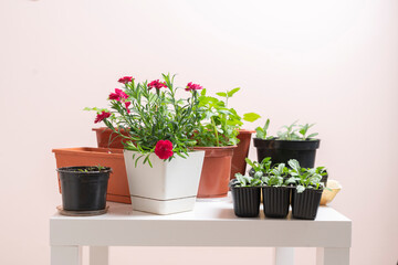 a home plants in the pots, organic domestic garden concept
