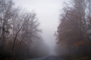 Obraz na płótnie Canvas fog in the forest