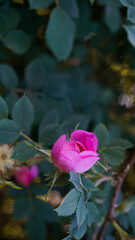 pink rose in the garden