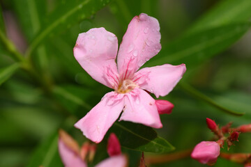 fleur de laurier rose