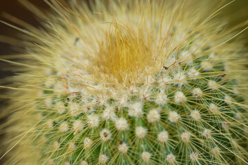 Fototapeta premium macro de cactus cierge