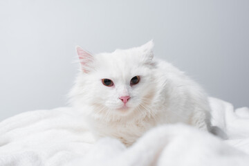fluffy cat on soft white blanket isolated on grey