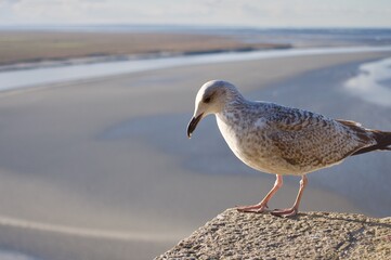 a seagull staying on a wall hedge in Mont saint michel and  in the background the low tide in the bay