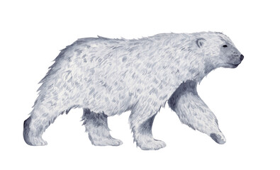 Watercolor illustration of a polar bear in profile. Hand drawing isolated on white background. White wool, animal, predator, mammal.