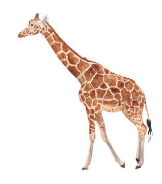 Watercolor illustration. Full-length giraffe, animal. Safari. Artiodactyl mammal. Isolated on a white background.