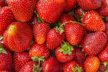 Strawberry Background with closeup of many strawberries on the table.