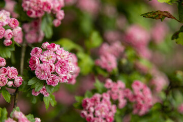 Obraz premium Crataegus laevigata, known as the midland hawthorn, English hawthorn, woodland hawthorn or mayflower during springtime blossom. Closeup on a tree branches.