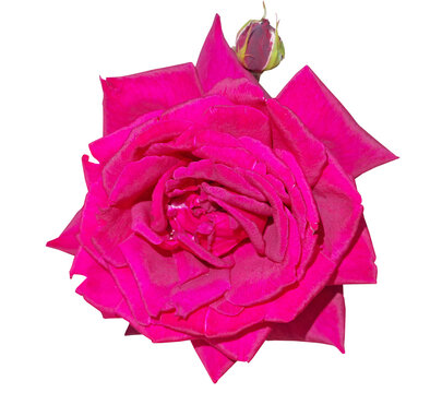Flower of rose