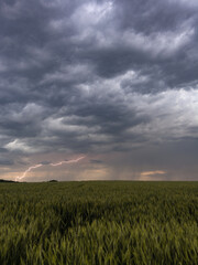 lightning in the night over wheat field