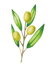 Watercolor illustration of green olives on branches with leaves. Food.