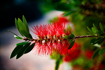 flor roja de jard&iacute;n con fondo desenfocado tipo bokeh