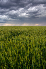 field of wheat and storm clouds