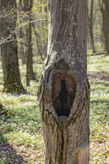 Fototapeta premium Close-up tree trunk during sunny day. Hole in the bark of a tree. Old tree bark texture background
