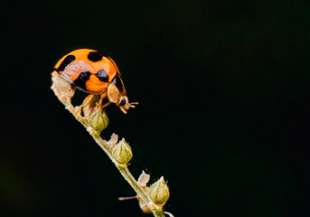 macro photo of ladybug isolated on black background