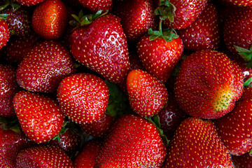Strawberry Dark Background with closeup of many strawberries on the table.