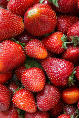 Strawberry Background with closeup of many strawberries on the table in portrait mode