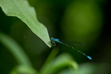 blue dragonfly on a green leaf