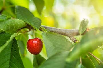 Cherry tree branch closeup on a single berry. Authentic farm series.