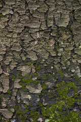 bark of a tree