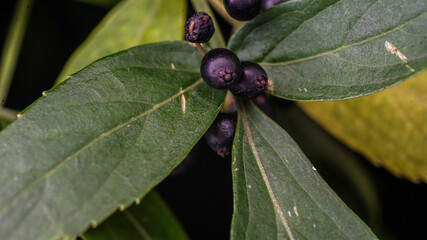 Healthy elder berries fruit