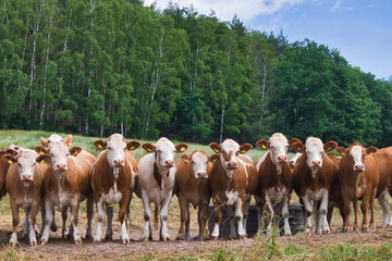 Obraz premium Frontalansicht einer Gruppe braun-weißer Rinder auf einer Weide vor einem dichten Wald, Thüringen, Deutschland