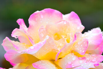 rose pinkish yellow in dew