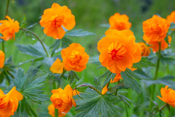 Trollius or Orange globe-flowers on summer meadow. Forest flowers in Siberia. Selective focus