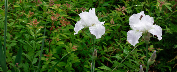 White iris flower with droplets of water after the rain