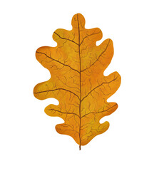 Orange oak leaf fallen from the tree. Plant, nature, autumn. Digital illustration isolated on a white background.