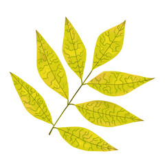 A green leaf of an ash tree that has fallen from a tree. Plant, nature, autumn. Digital illustration isolated on a white background.