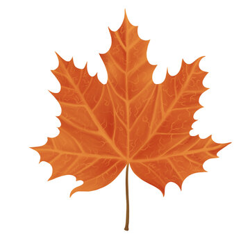 An orange maple leaf that fell from a tree. Plant, nature, autumn. Digital illustration isolated on a white background.
