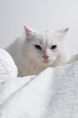 white cat near tangled ball of thread on soft blanket isolated on grey