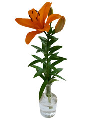 Digital illustration. Orange lily in a vase. Plant, nature, decor, decoration, gift, wedding. Isolated on a white background.