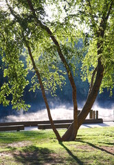 River Mist Tree Water Leaves