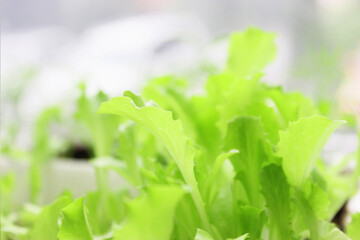 Fresh lettuce, close-up, lettuce, hydroponic vegetable leaves Beautiful homebrew lettuce leaf close up Close-up of wet vegetable salad leaves Macro or close-up photo of vegetable green salads Lettuce