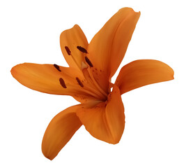 Digital illustration. Orange lily flower, bud. Plant, nature, decor, decoration, gift, wedding. Isolated on a white background.