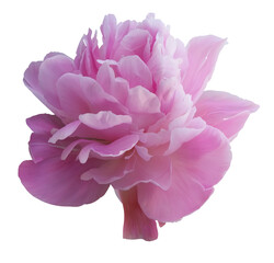 Digital illustration. Pink peony bud, flower. Plant, nature, decor, decoration, gift, wedding. Isolated on a white background.