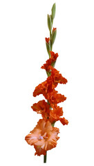 Digital illustration. Orange flower skewer. Plant, nature, decor, decoration, gift, wedding. Isolated on a white background.