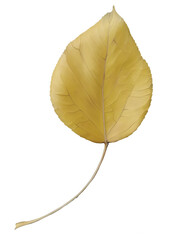 Digital illustration. Autumn leaf fallen from the tree. Autumn, nature, trees. Isolated on a white background.