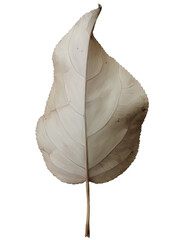 Digital illustration. Autumn leaf fallen from the tree. Autumn, nature, trees. Isolated on a white background.