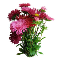 Digital illustration. A bouquet of flowers, red and pink asters. Plant, gift, decor. Isolated on a white background.
