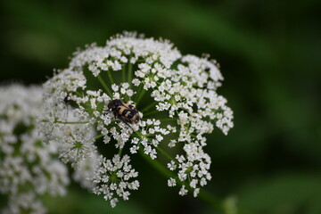 Bee-beetle
