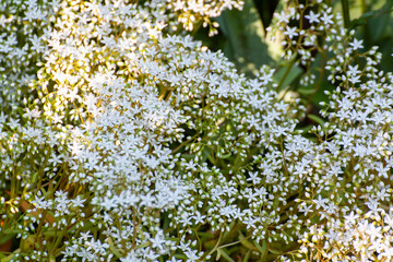 White stonecrop (Sedum album) flowers