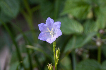 Campanula persicifolia, the peach-leaved bellflower