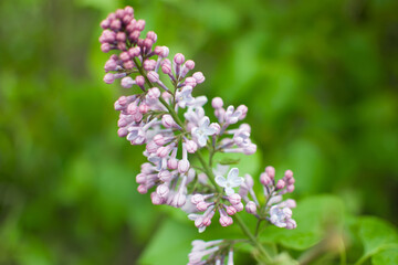 Obraz premium a sprig of lilac in the garden close-up with a blurred background