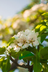 apple tree blossom