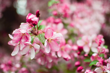 pink and white cherry blossoms